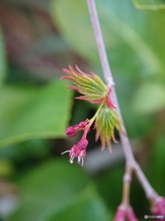 マクロレンズも顔負け④