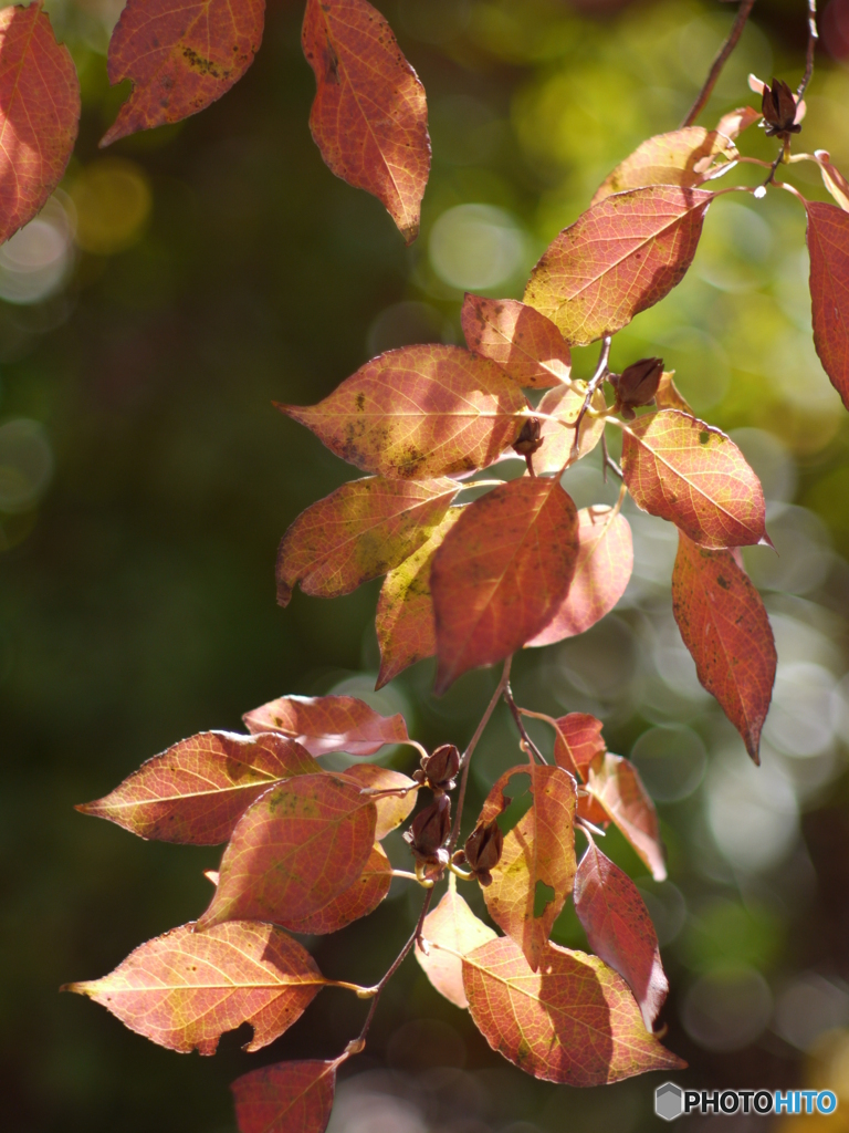 （惜別）SMC TAKUMAR f=1.8 85mm-➅