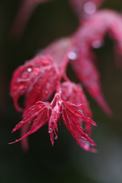 雨雫　①