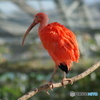 鳥類　その１　④