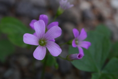 今日のお散歩の友は 200515-⑥