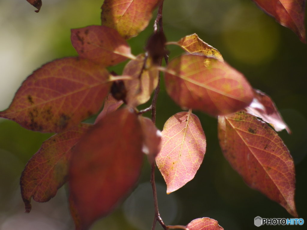 （惜別）SMC TAKUMAR f=1.8 85mm-➄