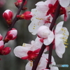 風情を感じない梅花-③