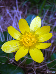 町内の花の公園にて⑤