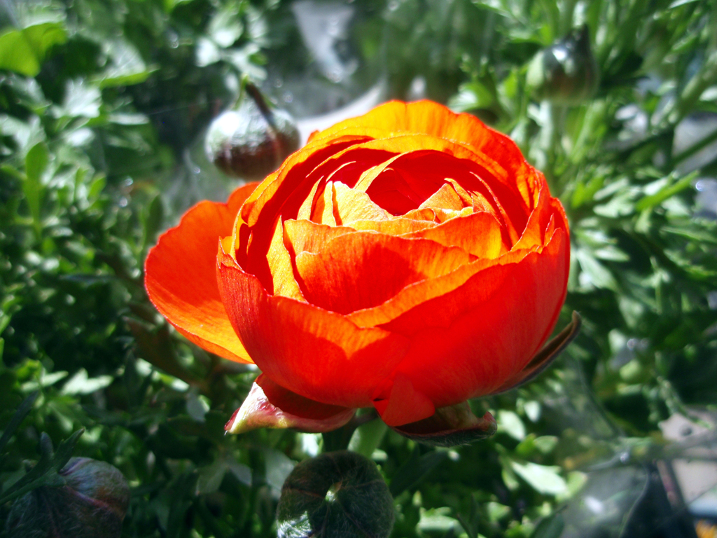 お花がいっぱい！ 200505-➃