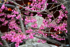 久能山東照宮 2006-③