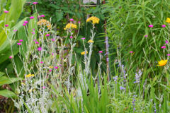 今日のお散歩の友は 200616-⑨