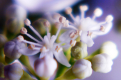 今日のお散歩の友は 200608 紫陽花編-③