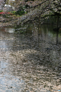 花筏 ⑤