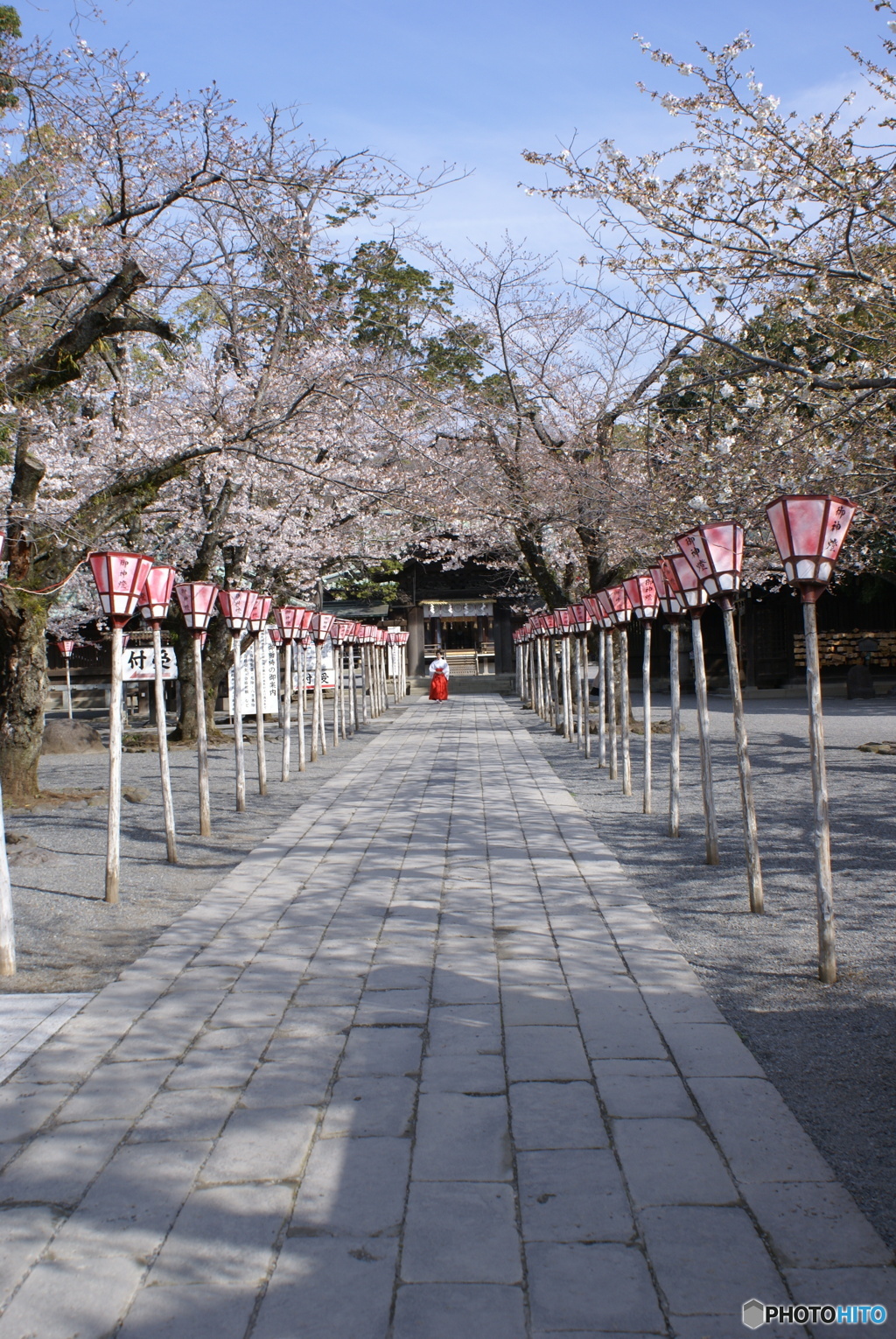 三嶋大社神泉の枝垂桜①