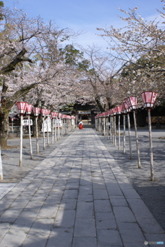 三嶋大社神泉の枝垂桜①