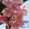 桜の里・河津桜 2007-①