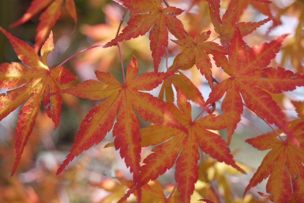 庭の紅葉・2011年-⑨