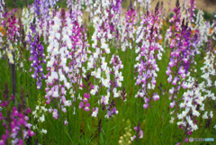 SIGMA SUPER-WIDE 1:2.8 f=24mmと言う選択⑤