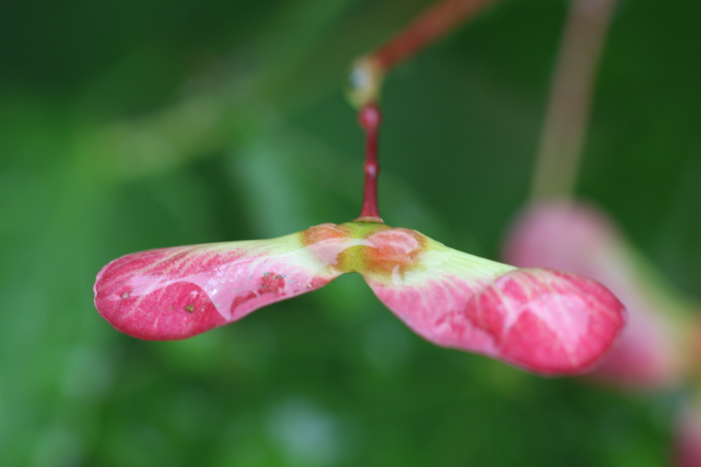 雨雫　⑥