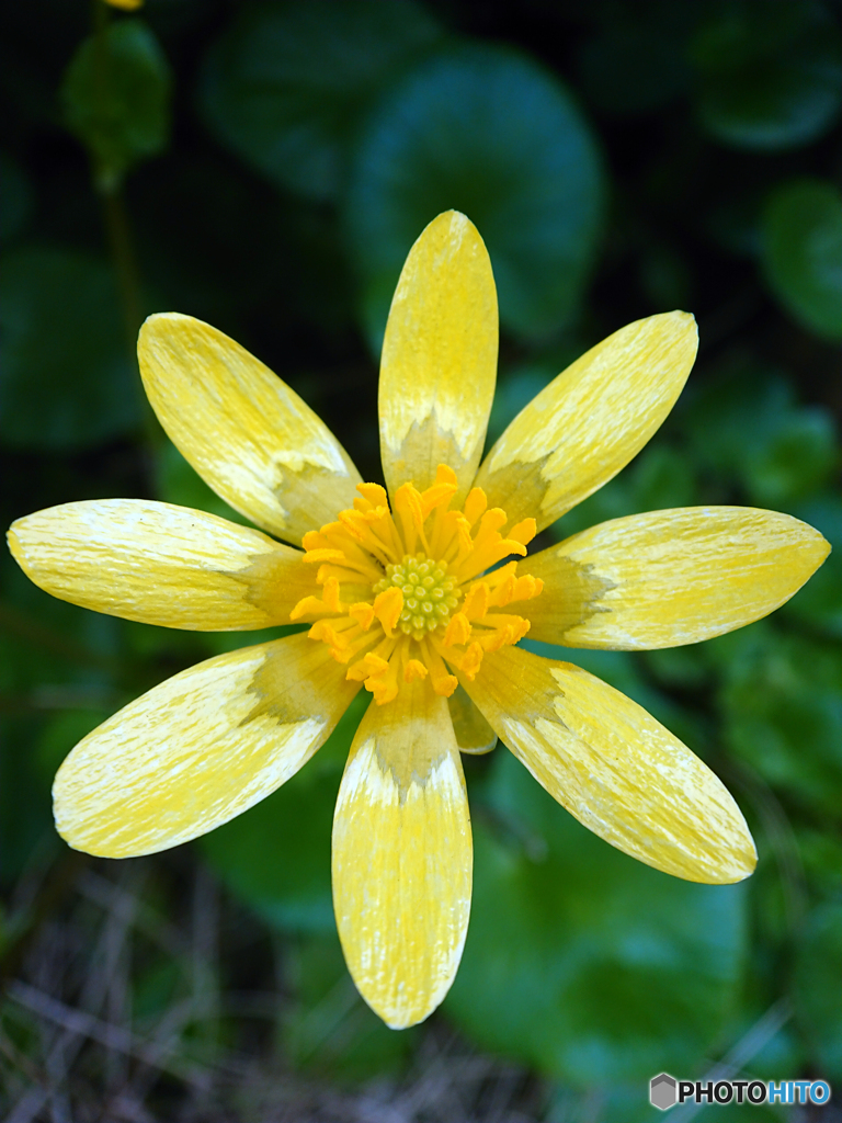 町内の花の公園にて⑥