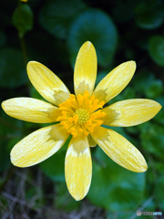 町内の花の公園にて⑥