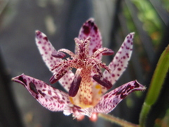 お花がいっぱい！ 200501-⑩