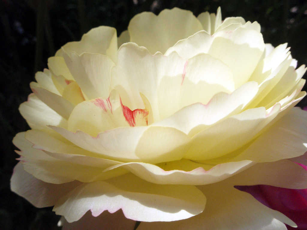 お花がいっぱい！ 200503-➃