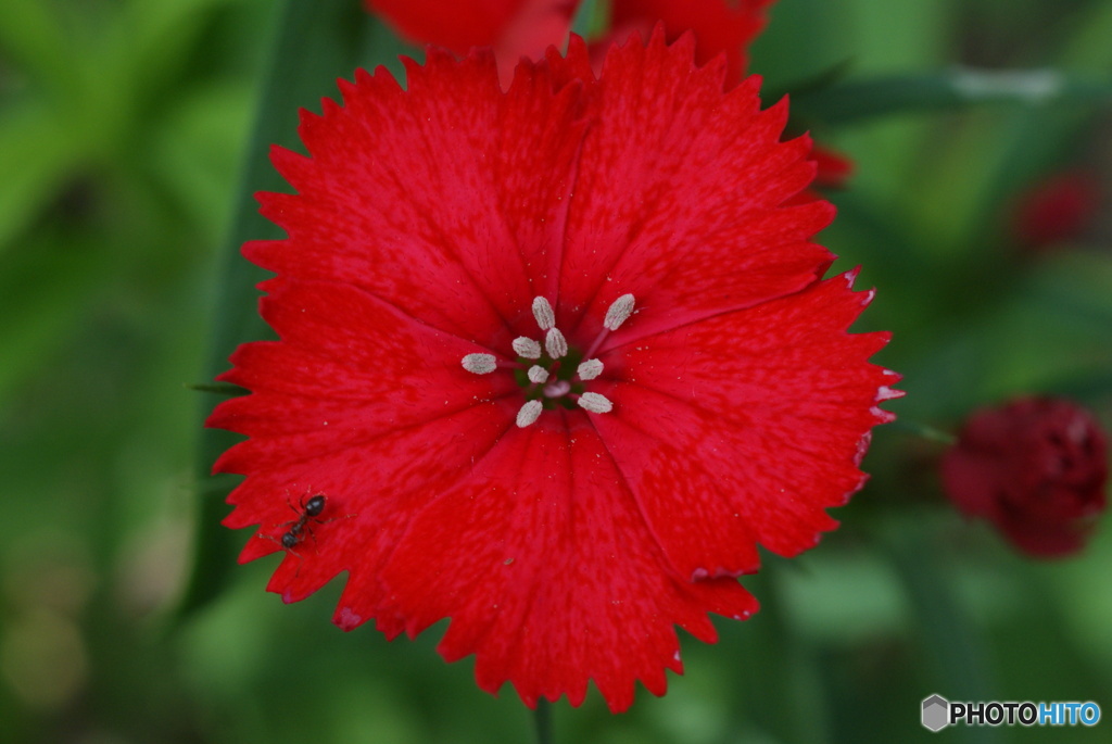 花と虫たち　シリーズ6-⑧