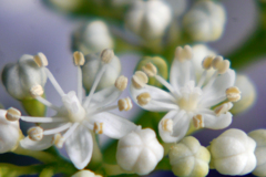 今日のお散歩の友は 200608 紫陽花編-④