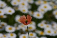 今日のお散歩の友は 200514-⑥