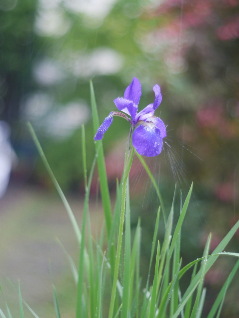 Leica Summitar 5cmで雨中の菖蒲を撮る-⑤