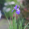 Leica Summitar 5cmで雨中の菖蒲を撮る-⑤