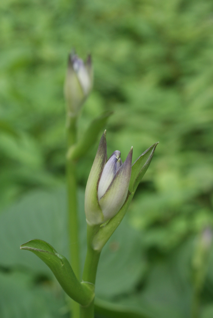 白州の森と尾白川渓谷-⑤