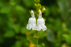 今日のお散歩の友は 200519-②