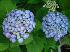 そろそろこの花の季節です　⑧