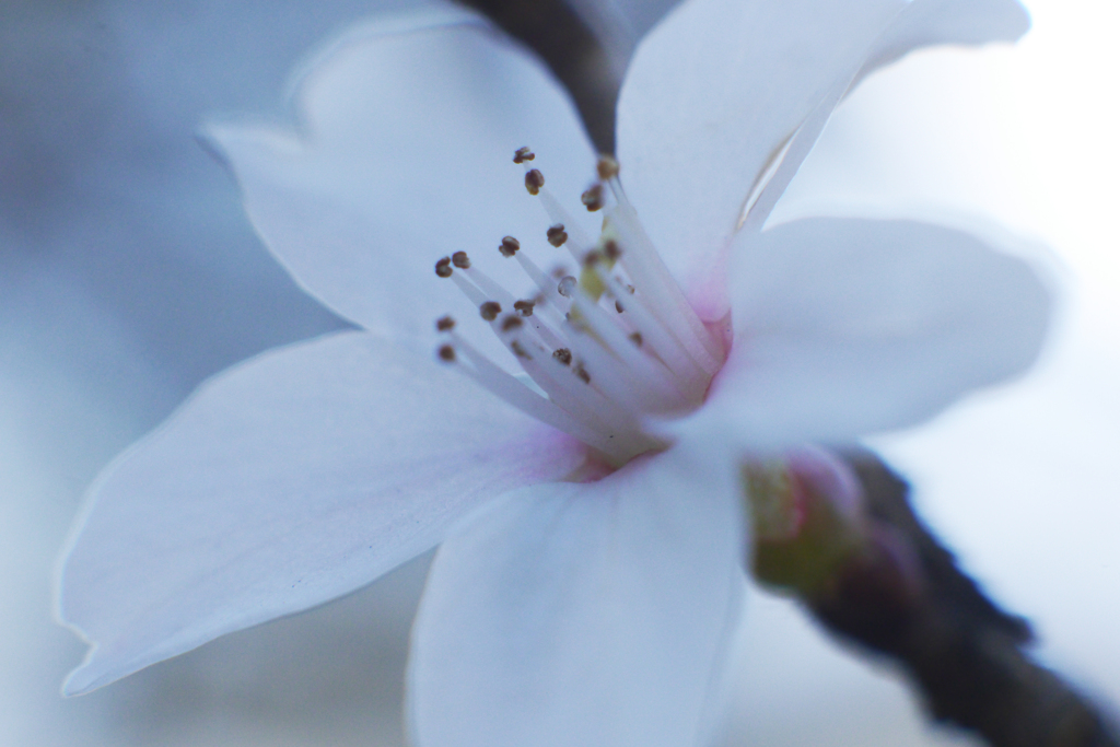 寒桜をニッコール標準レンズで撮る-⑥