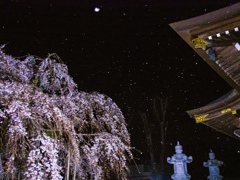 夜桜吹雪