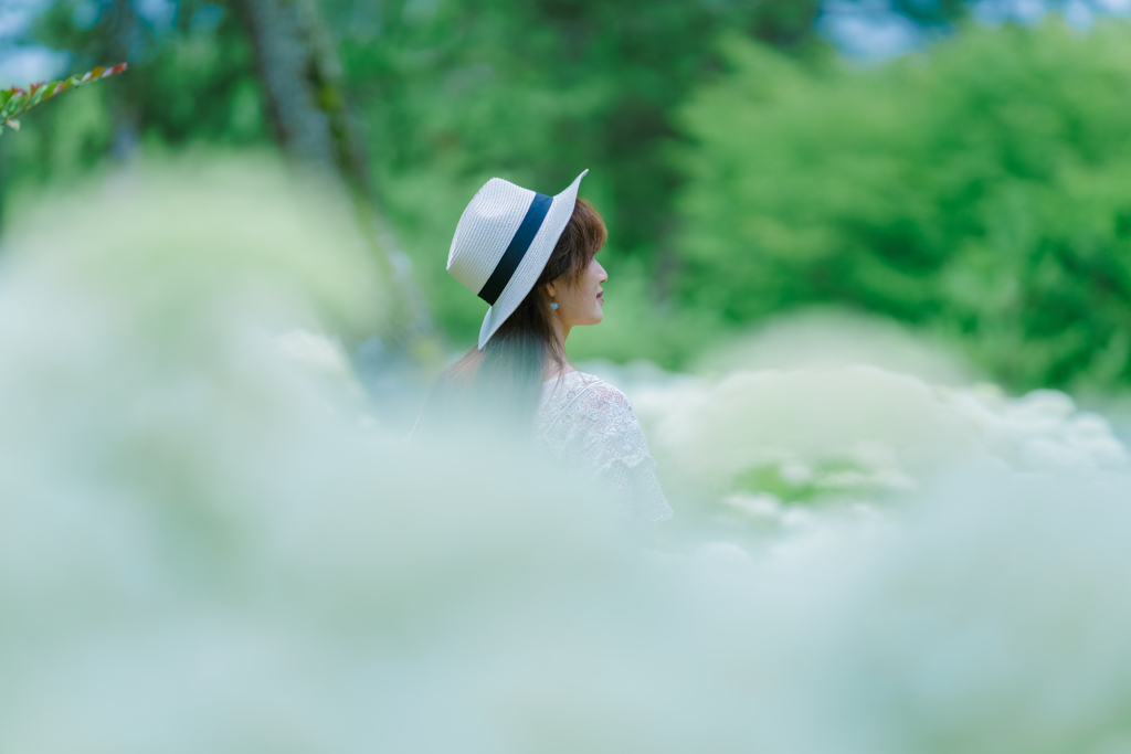 紫陽花と君
