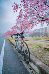 ANYROAD －桜街道－