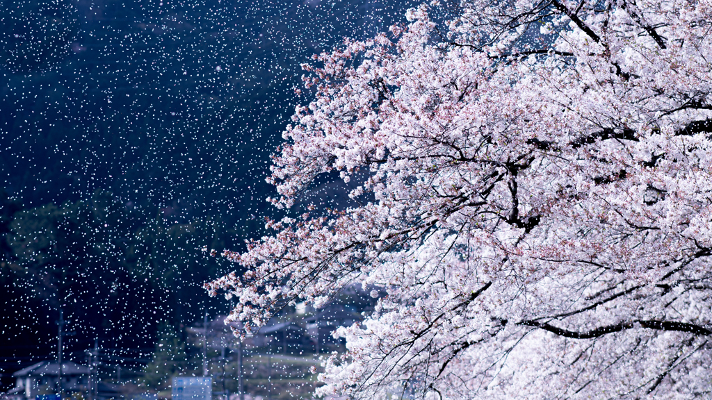 桜吹雪　煌めき