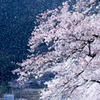 桜吹雪　煌めき