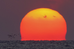 達磨夕陽 カモメ添え