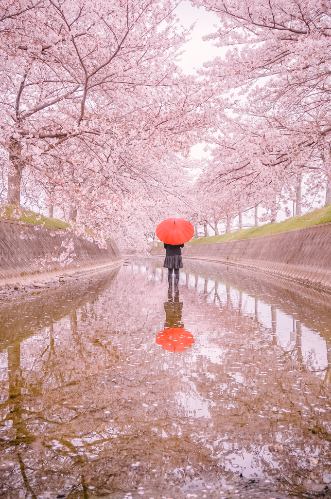 桜の花の散るころに