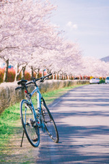 サクラ回廊花盛り