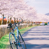 サクラ回廊花盛り