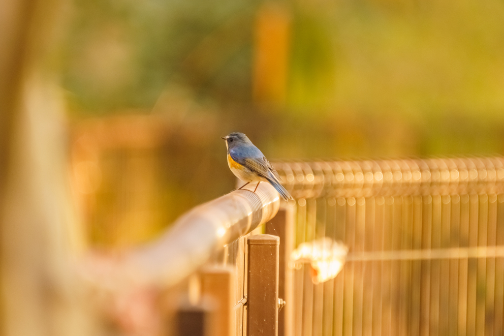 幸せの青い鳥