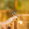 幸せの青い鳥