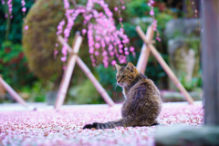 猫に梅