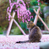 猫に梅