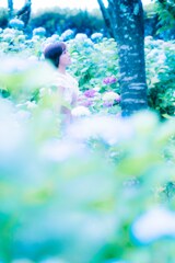 紫陽花の森