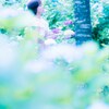 紫陽花の森