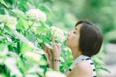 紫陽花のころ