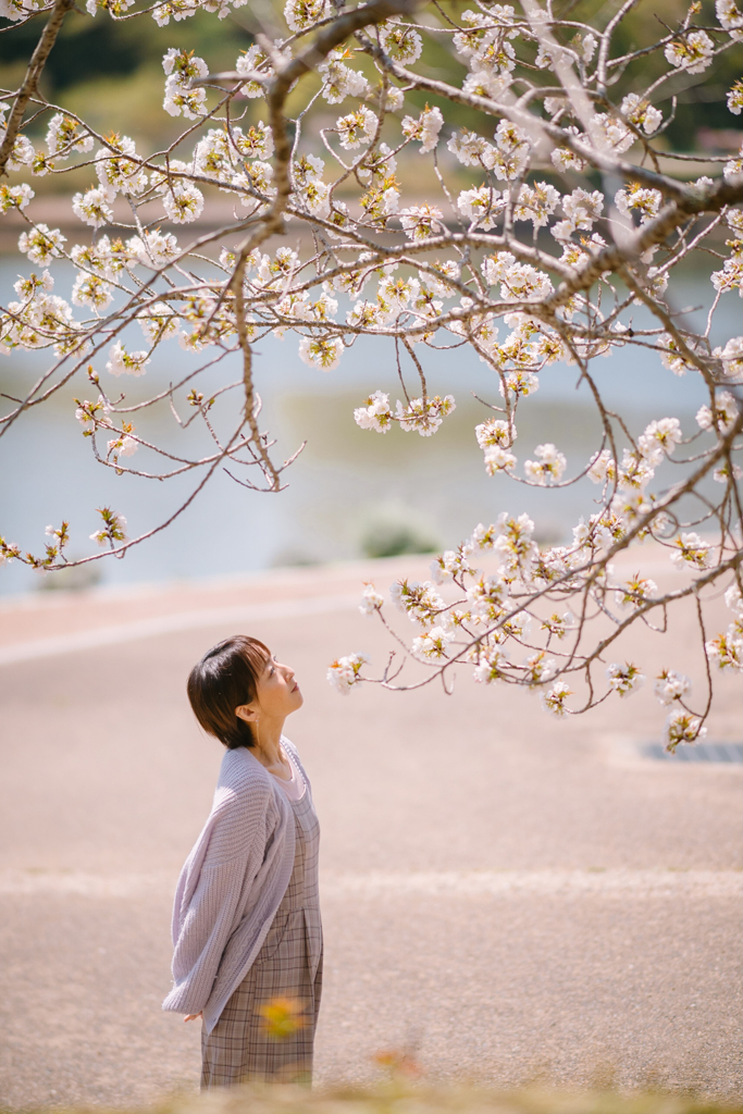 桜を愛でる