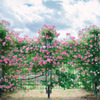Rose Garden